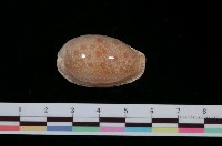 藏品(腰斑寶螺)的圖片